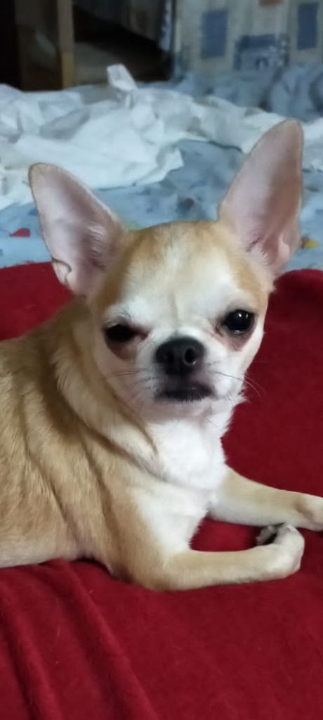 Les Chihuahua de l'affixe De Can Titos